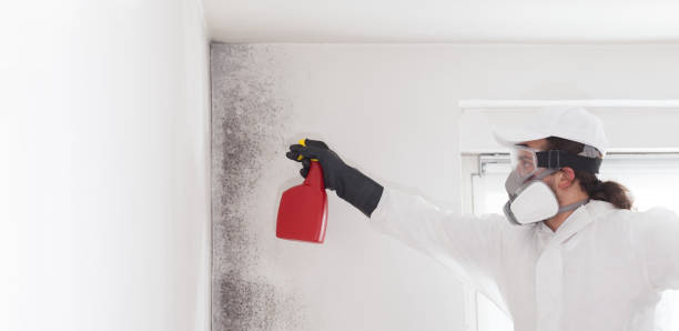Hermosa Beach, CA Mold Remediation Company